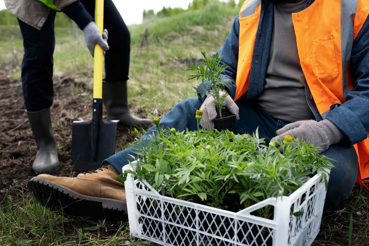 Professional Tree Service in Bernie, MO